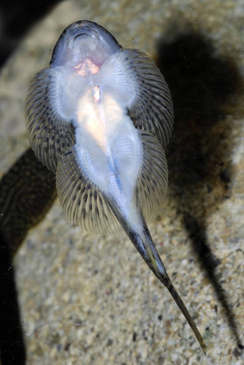 Ventral view.