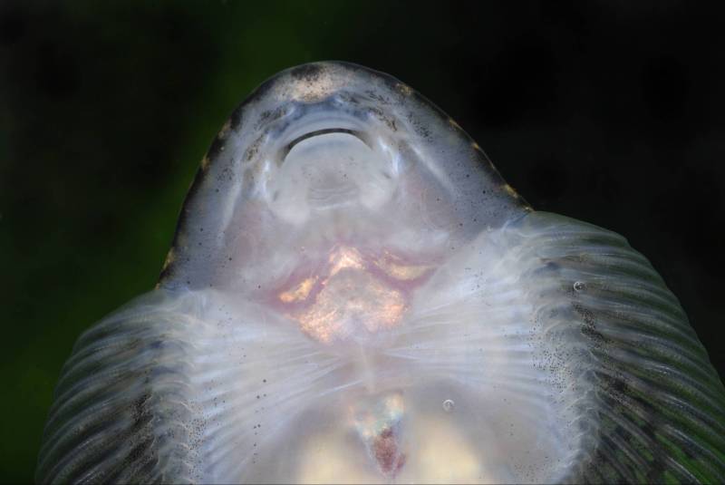 Ventral detail of head and anterior portion of body.