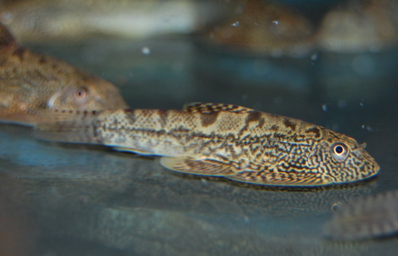 Typically-patterned specimen.