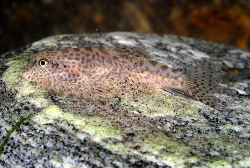 Newly-introduced, hence pale, specimen.