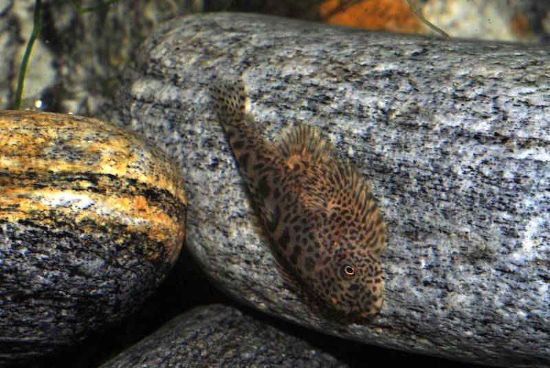 An aquarium set up to house Sewellia spp. should contain plenty of smooth rock surfaces.