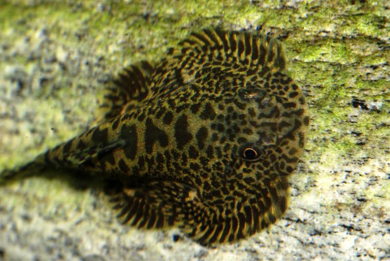 This species has distinctive spotted body patterning.