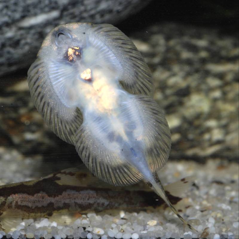 Ventral view.