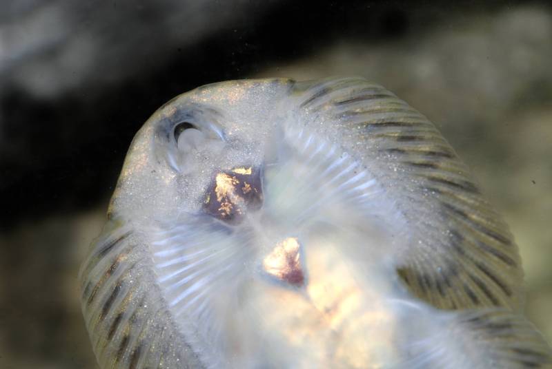 Ventral detail of head, pectoral fins and anterior portion of body.