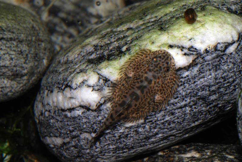 Dorsal view.