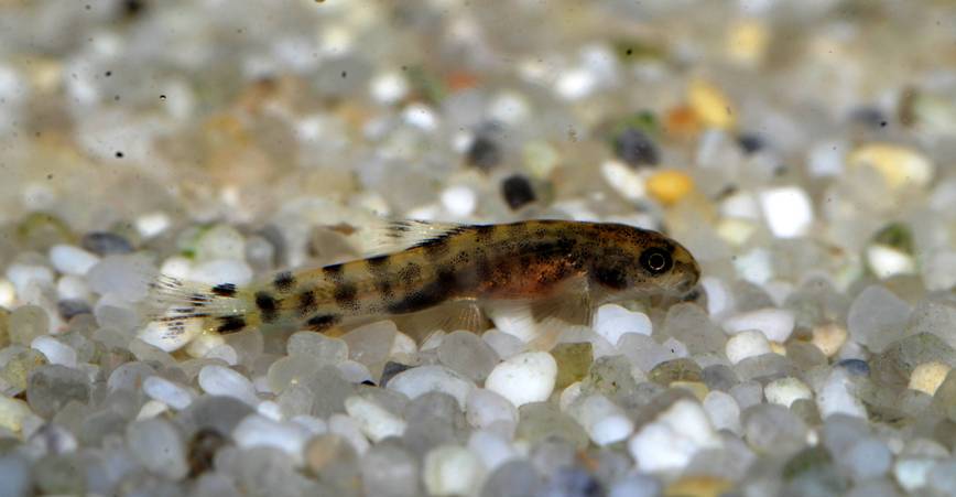 Aquarium-bred juvenile measuring 13 mm TL.
