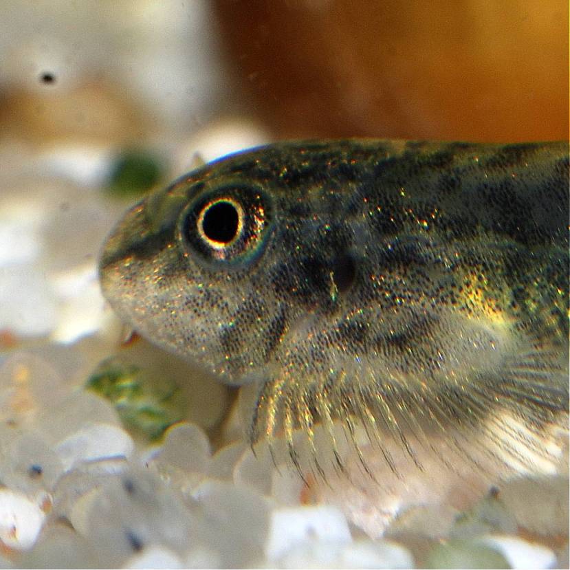 Head detail of juvenile.