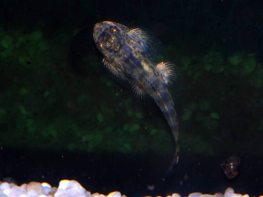 Dorsal view of juvenile.