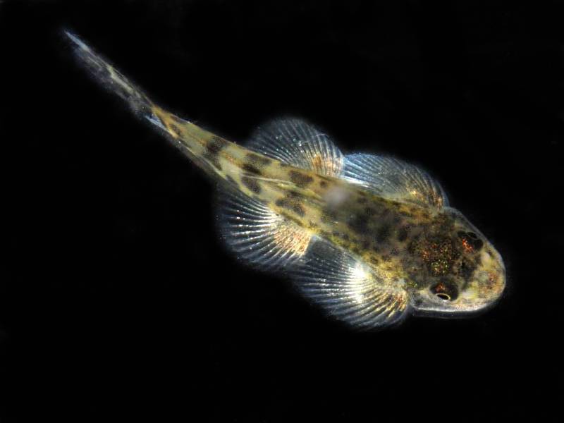 Aquarium-bred juvenile.