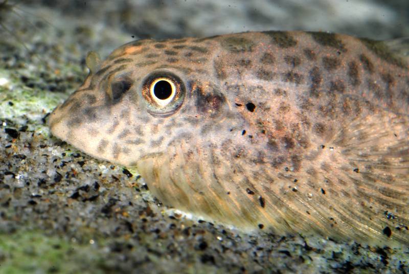 Head detail of newly-introduced specimen.
