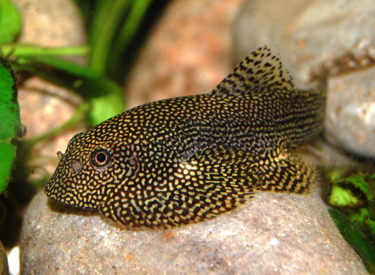 This is one of three species assigned to the now defunct genus Parasewellia by Nguyen and Nguyen (2005)...