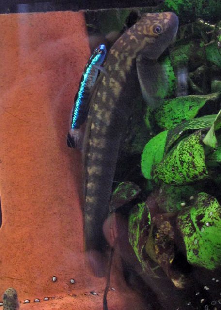A male hitches a ride on the back of a larger Sicyopterus sp.