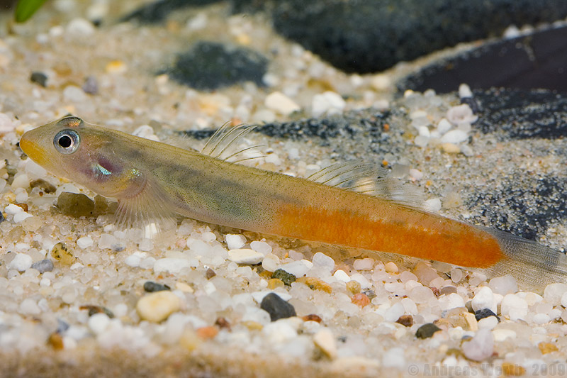 Male specimen exported from an unspecified locality in the Maluku Islands, Indonesia.