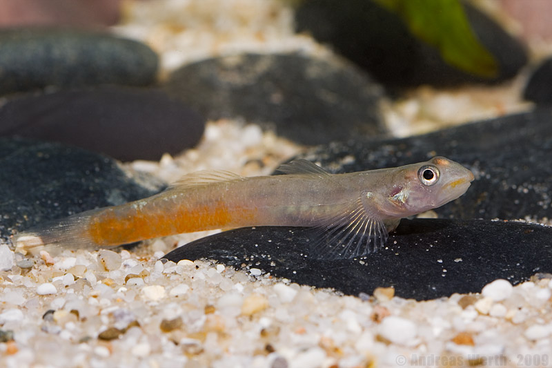 Another male.