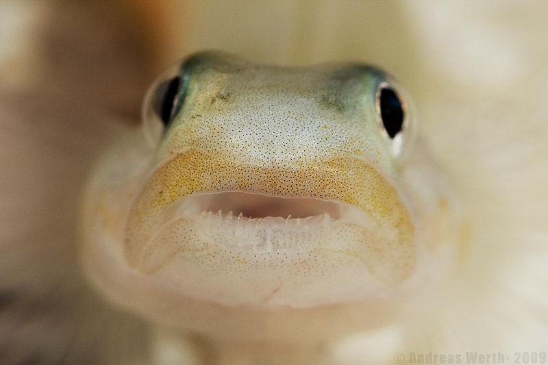 Detail of head and dentition.