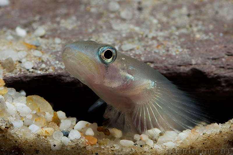 Head detail.