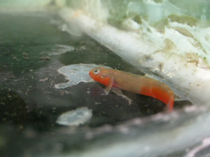 Specimen of a freshly-collected, very similar-looking fish from unspecified locality around 450 km east of Jakarta on the island of Java, Indonesia.