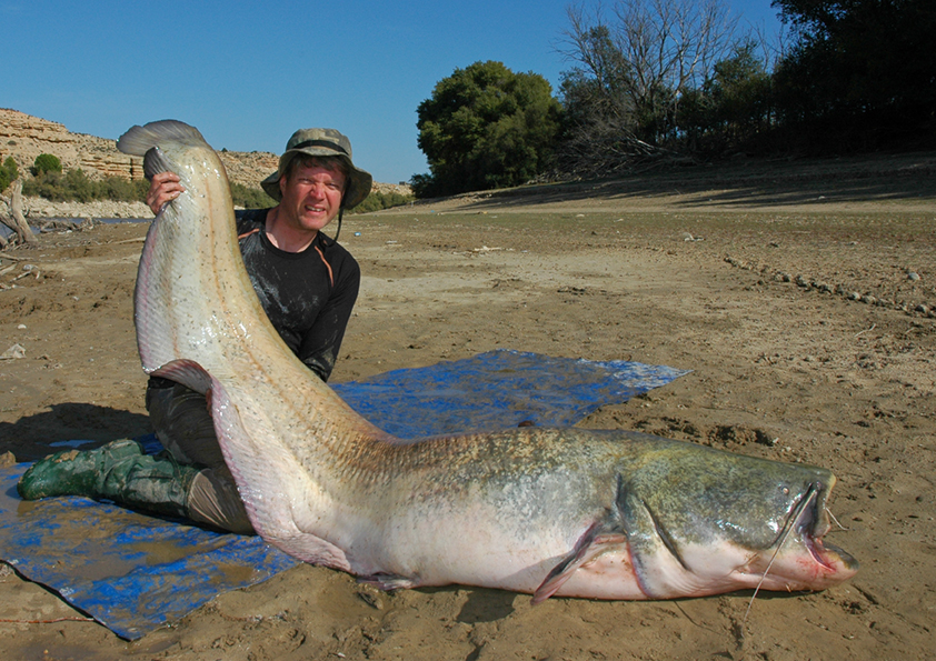 68.5 kg specimen captured from the lower Río Ebro, Spain.