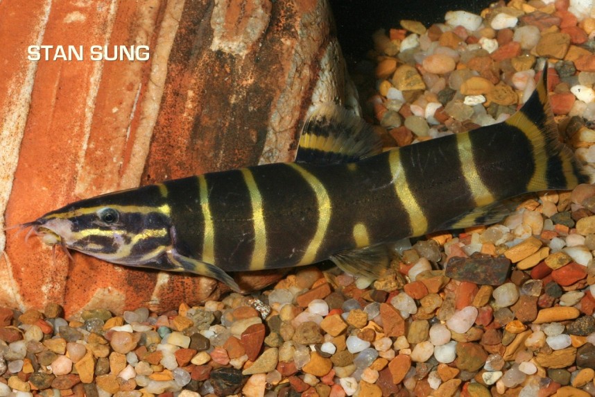 This species is exceptionally rare in the trade.