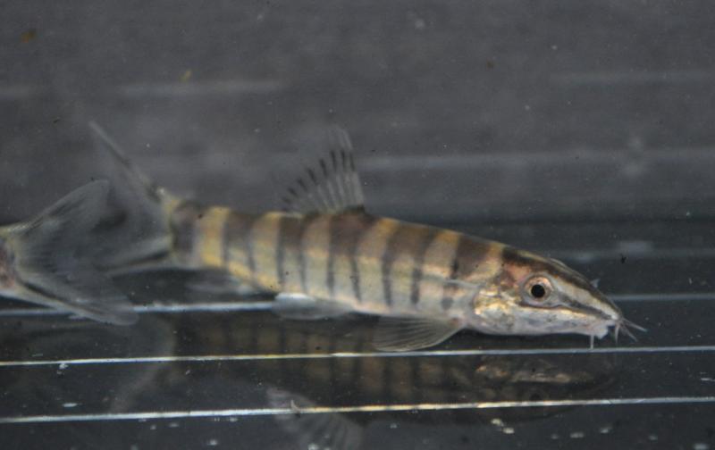 Newly-imported juvenile...
