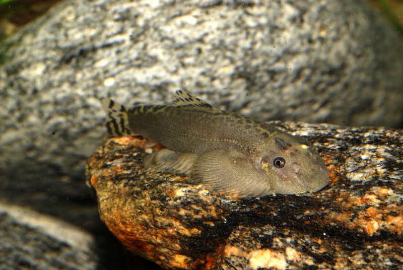 Paired fins are orientated horizontally.
