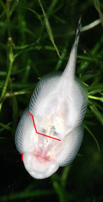 Ventral view of female showing wider body width and relatively shallow angle between pectoral-fin origin and head.