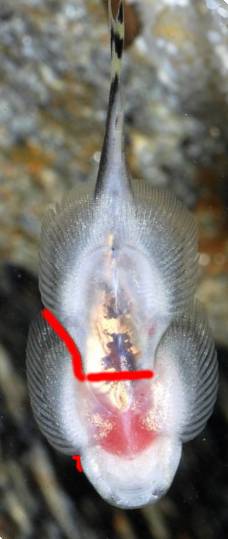 Ventral view of male showing slim body width and relatively sharp angle between pectoral-fin origin and head.