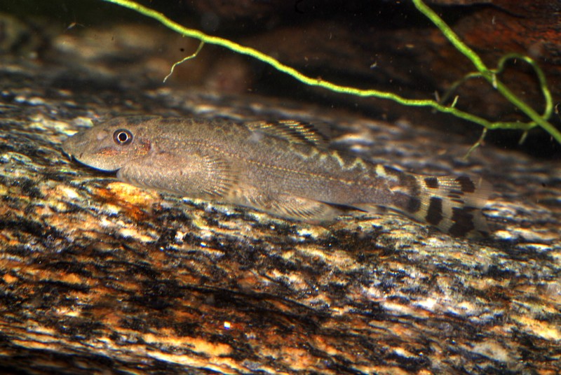 Sinogastromyzon spp. can alter their body shade to an extent depending on substrate, here appearing darker...