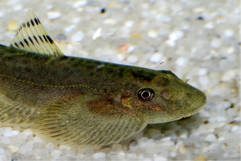 Detail of head and anterior portion of body.