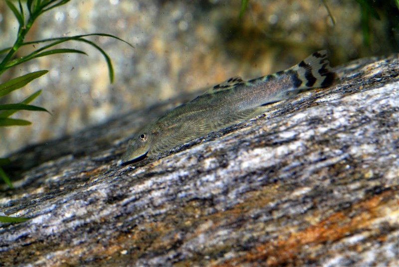 Body shape is flattened as is typical in balitorids.