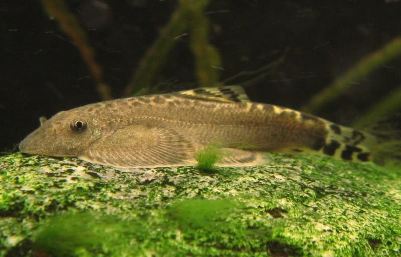 Some specimens have a brownish background body colouration...
