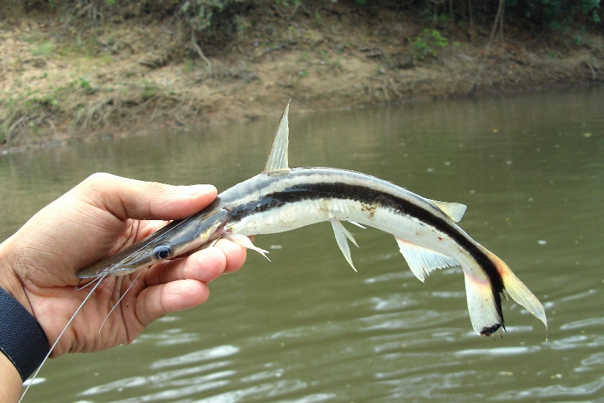 Subadult specimen freshly-collected from a tributary of the rion Tocantins, Brazil.