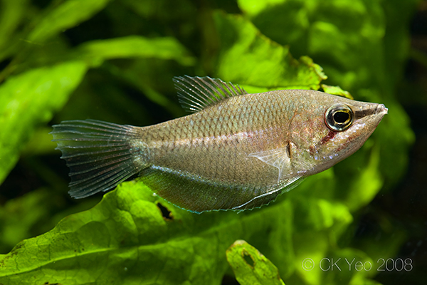 Subadult male specimen.