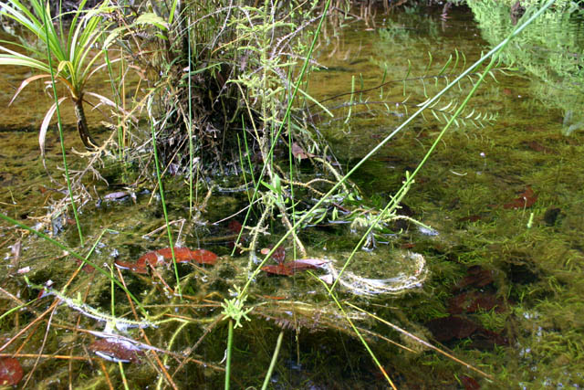 ...and another. Note the dense growth of submerged vegetation.