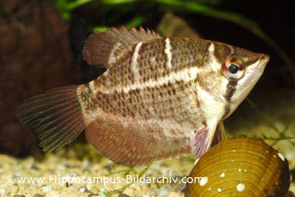 Probable adult male specimen.