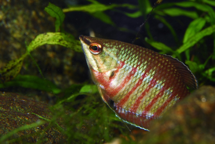 Adult female specimen with courtship colour pattern.