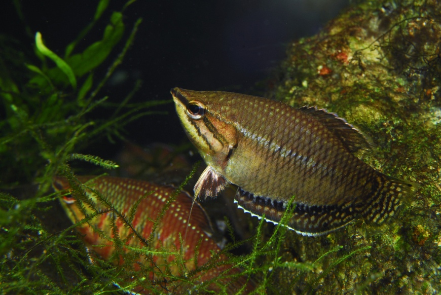 Adult pair during courtship - male at front.