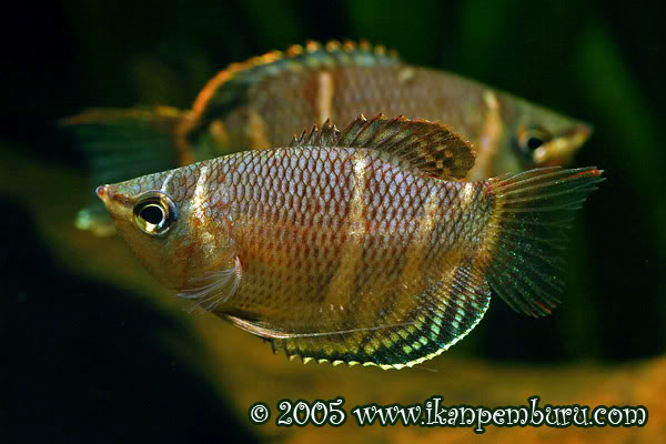 Adult pair in courtship behaviour, female front.