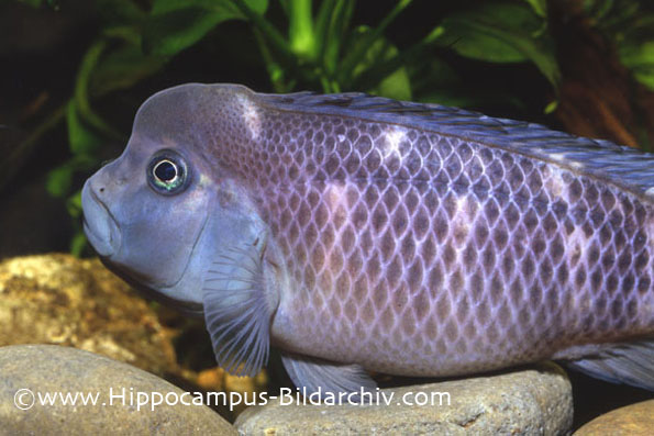 Steatocranus casuarius adult female