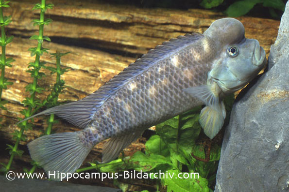 Steatocranus casuarius adult male