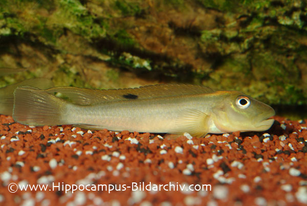 Steatocranus tinanti