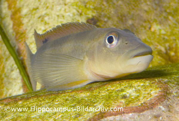 Steatocranus tinanti