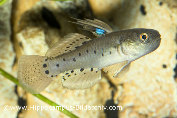 Stigmatogobius sadanundio male