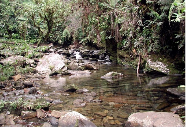 The Awaetawa River on Fergusson Island is a natural habitat of this species.