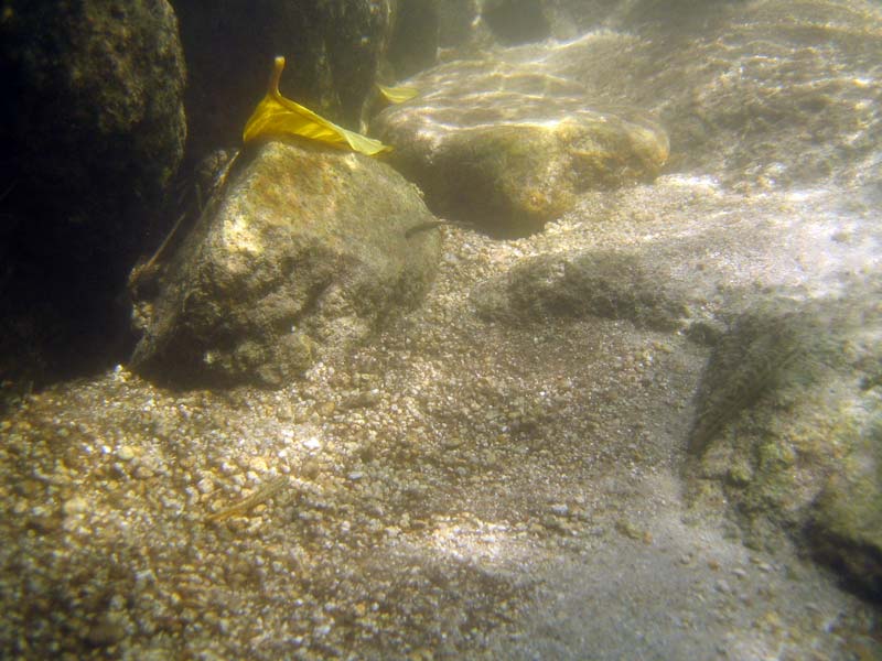 The same habitat underwater.