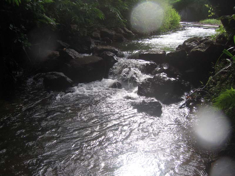 A typical habitat on Palau.