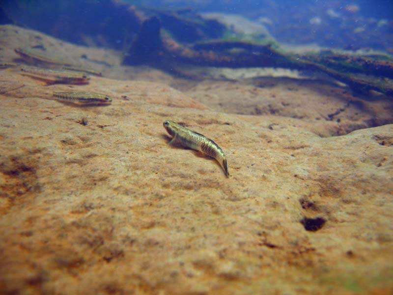 Underwater at a habitat on Palau.