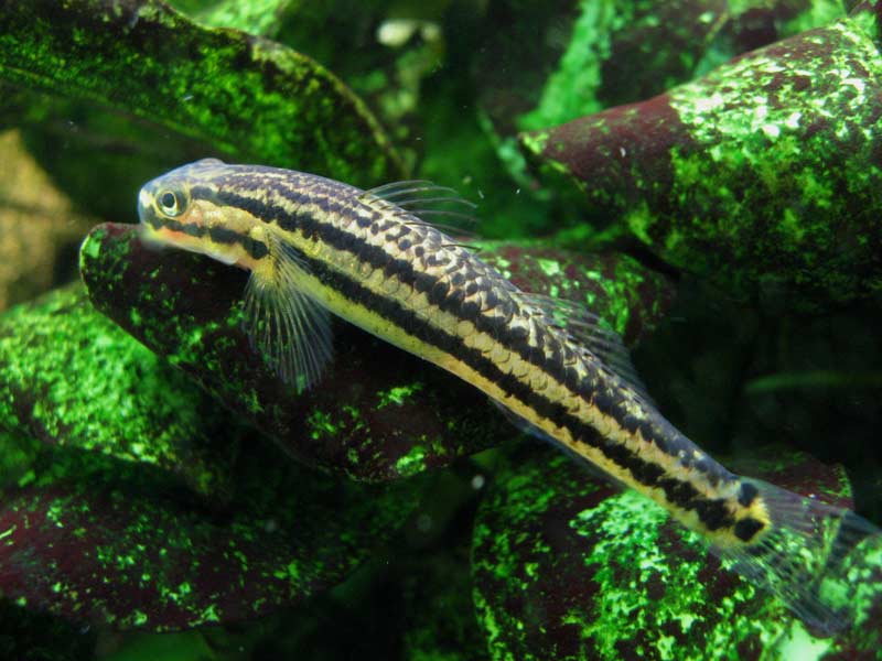 Adult female from Palau.
