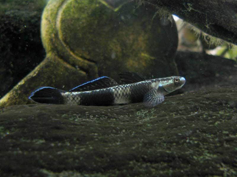 Adult male of S. pelewensis collected from the island of Palau.
