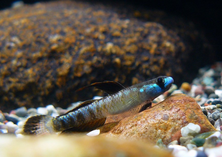 The same male exhibiting an intermediate colour phase with a higher degree of blue.